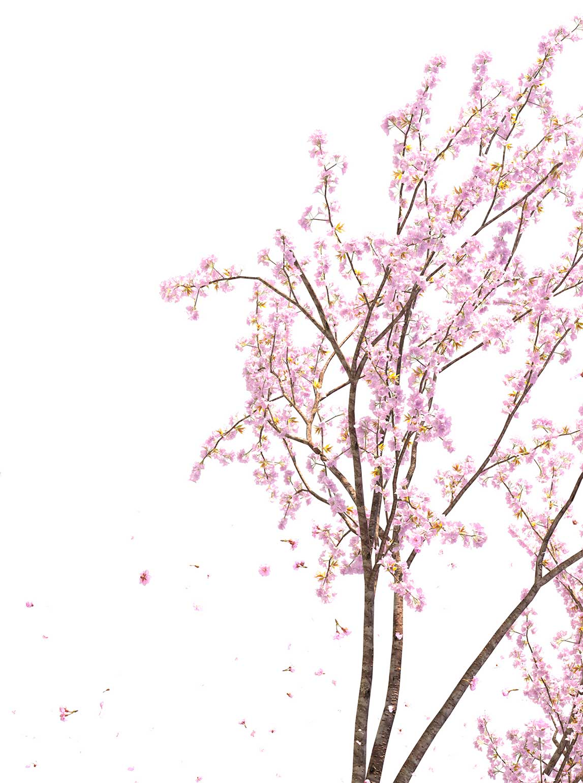 Ramas de sakura o flores de cerezo para comunicar belleza y limpieza con la imagen corporativa de Kiré estética en Valladolid